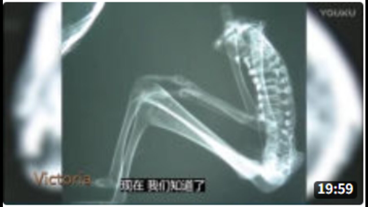 Numerous Non-Human Humanoid Mummies Found in Nazca- Part 3 of 3