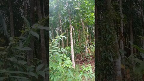 kebun mahoni