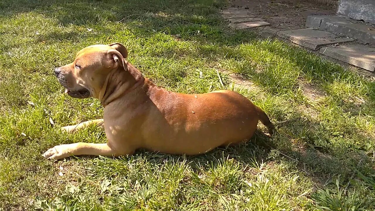 Max on an beautiful day.