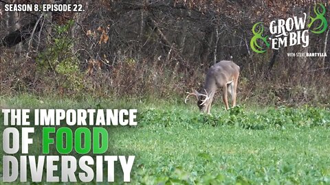 What You Should be Planting for Whitetails