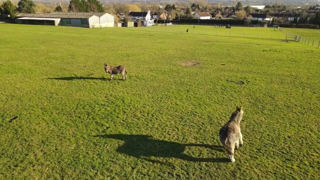 Farm with Donkeys grazing in the sun