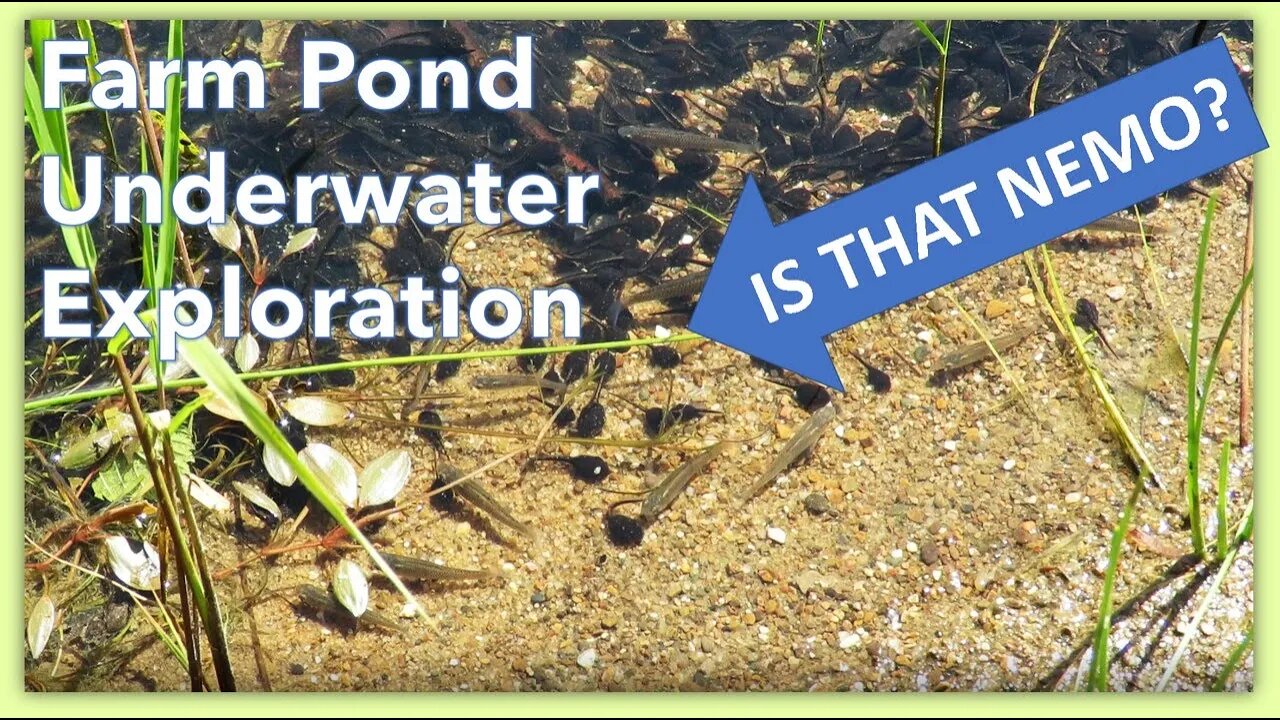 Underwater footage of spring farm pond Life! Lots of activity down there!