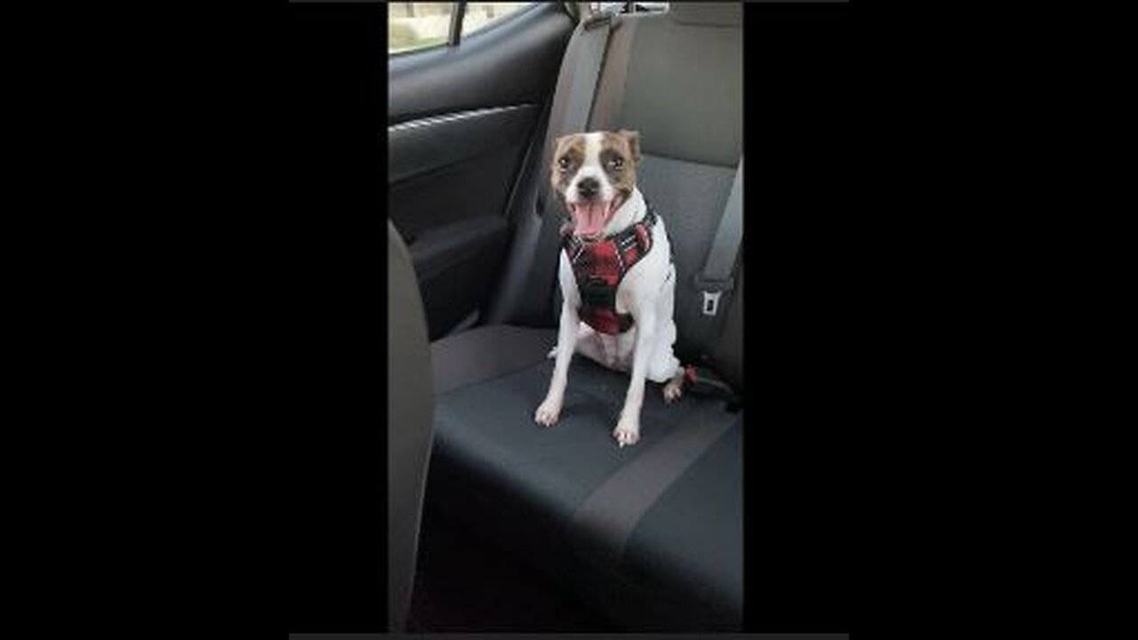 Happy girl in the backseat