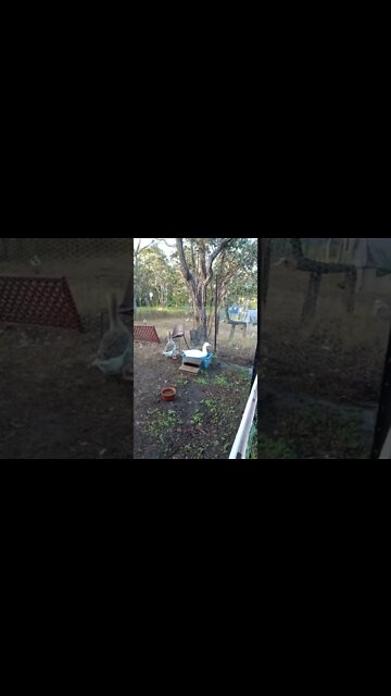 Goose in the pond 7 degrees