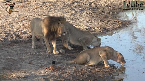 Daughters Of The Mapogo Lions - Rebuilding The Othawa Pride - 97: Quick Drink