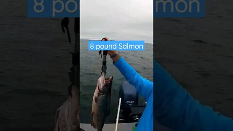 8 pound Salmon!