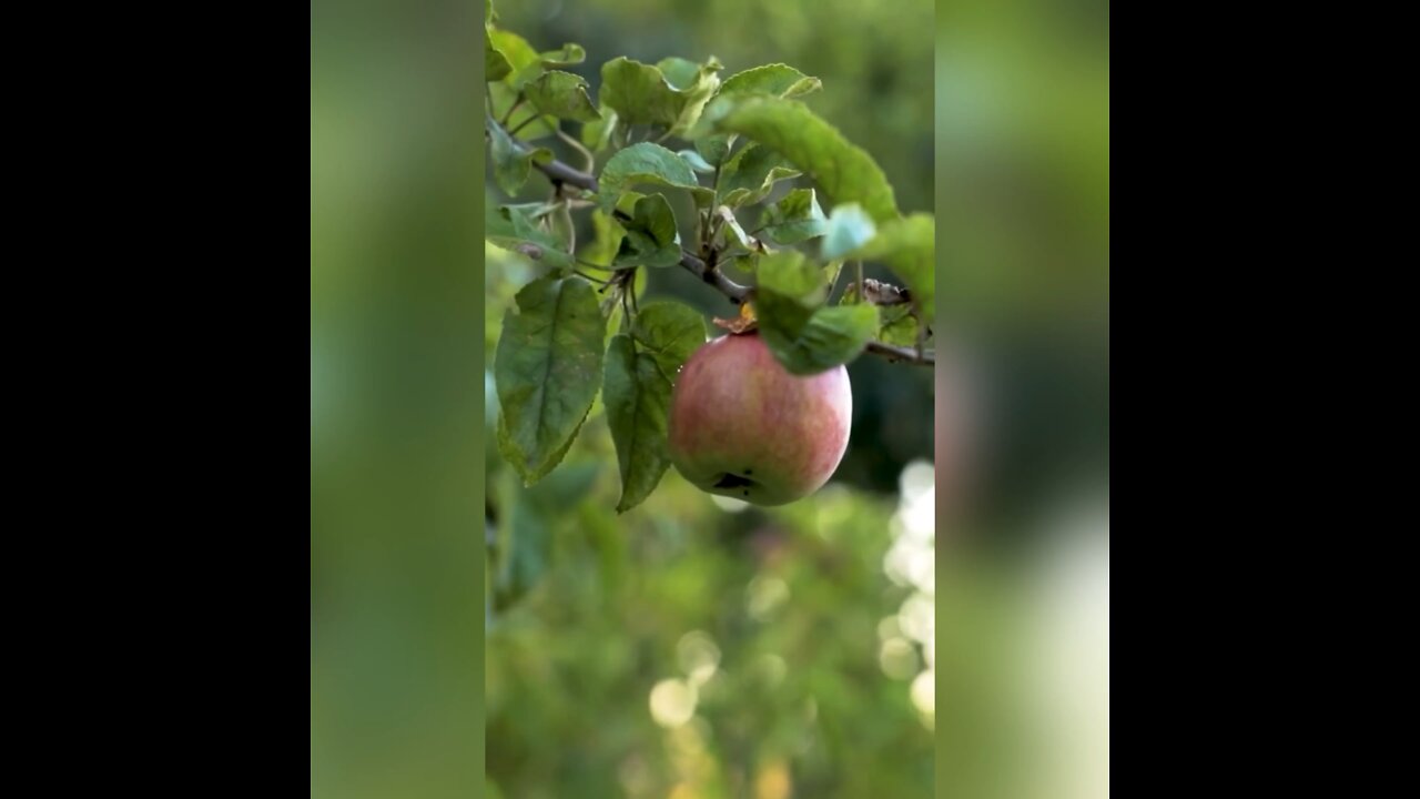 Apples were symbol of what? #shorts