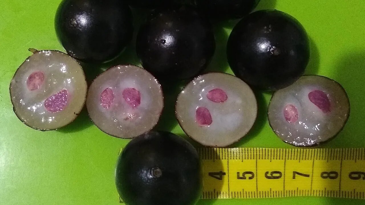 jabuticaba Sabará frutos graúdos como regar sua muda em vaso