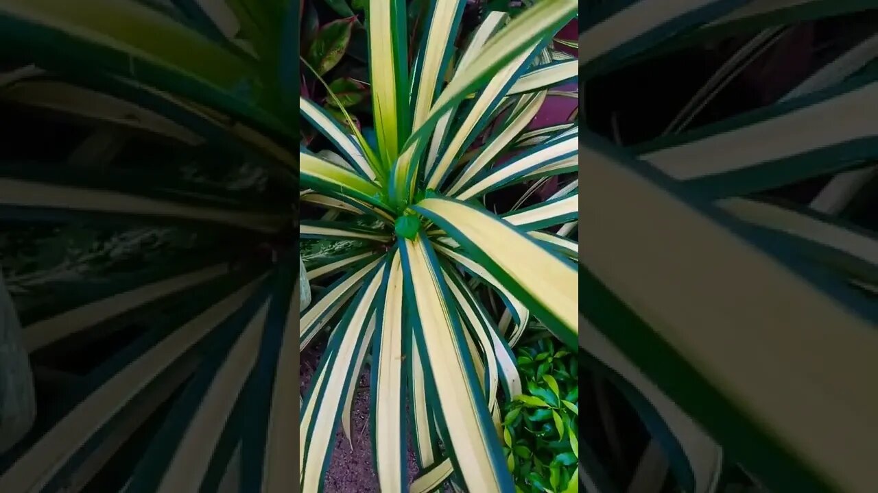 guess which plant this is?