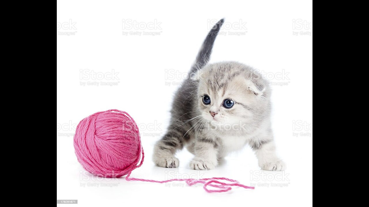 kitten playing with the ball how beautiful