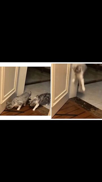 FUNNIEST CATS VIDEOS- BEST FUNNY ANIMALS VIDEOS 2023