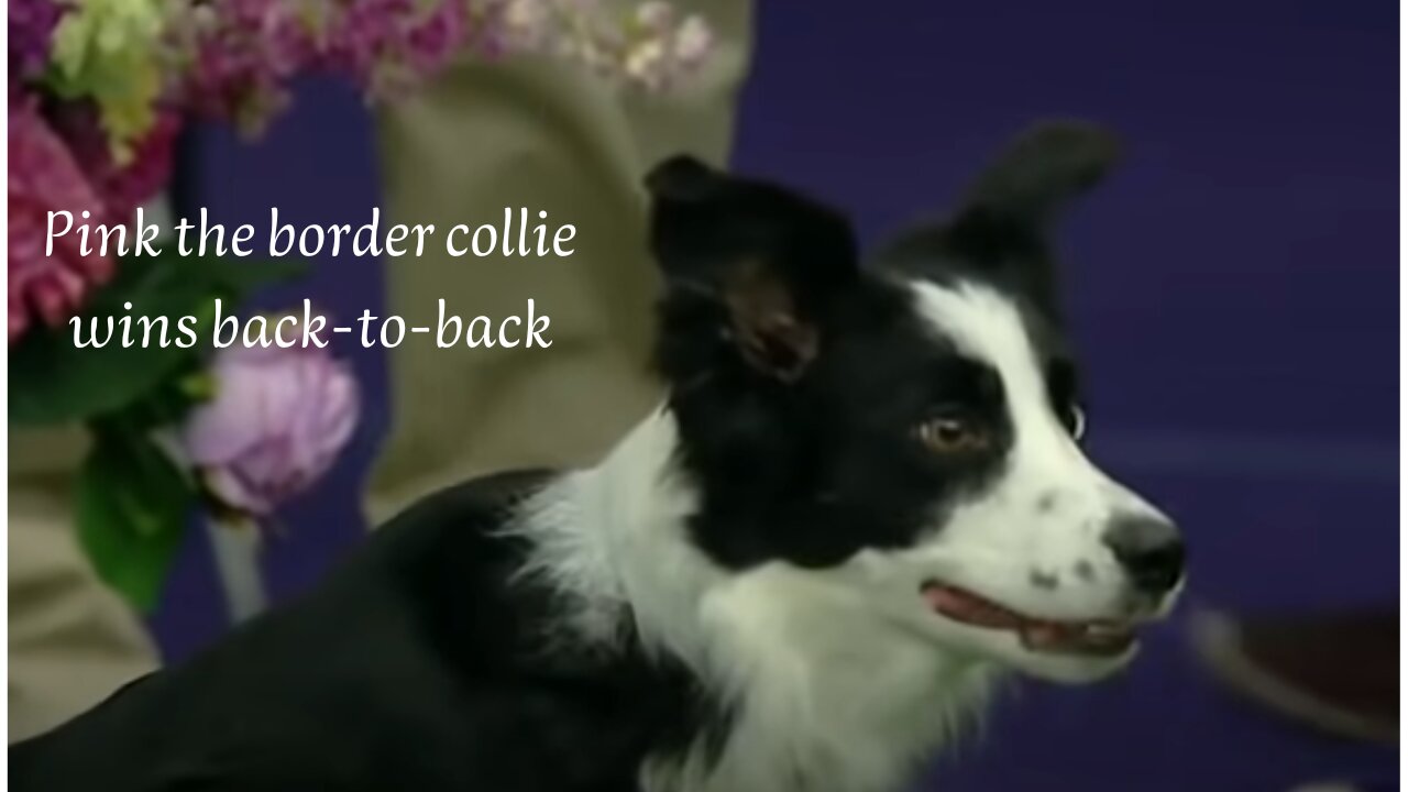 Pink the border collie wins back-to-back