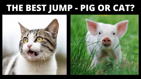 Pig or Cat - Who made the best jump