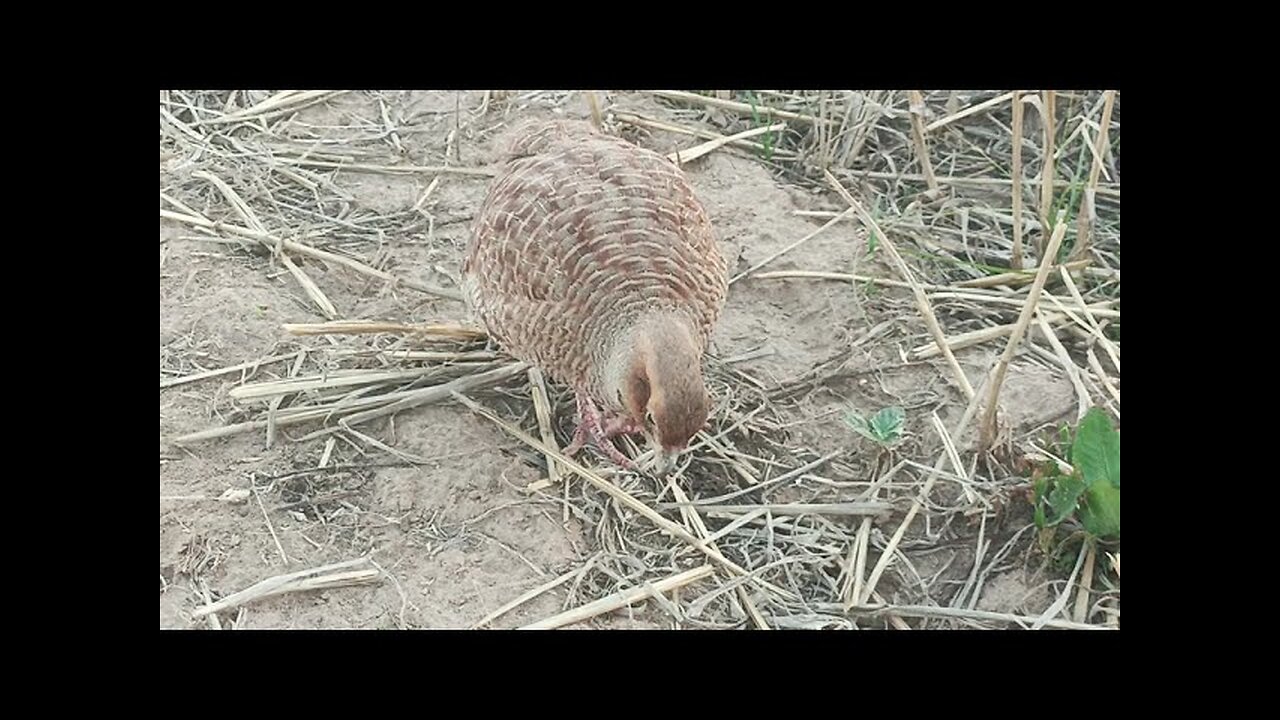 the sounds of the pheasant birds,teetar ke awaaz