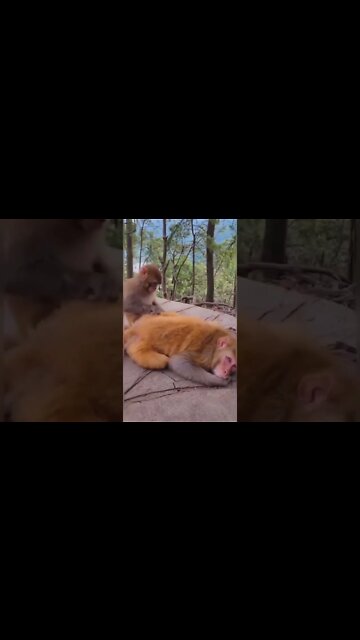 o beijo grego do macaco🤣🤣