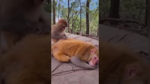 o beijo grego do macaco🤣🤣