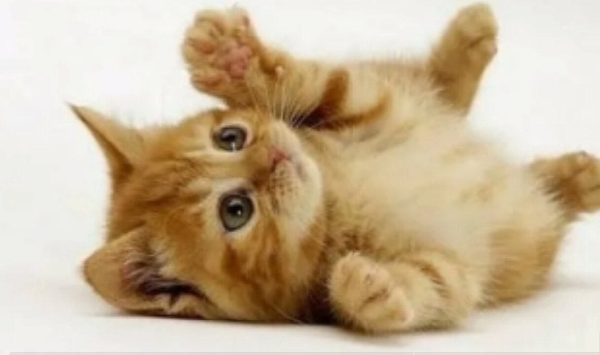 cute and adorable cat #1