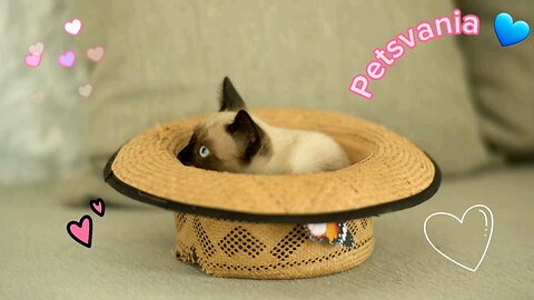 watch my little siamese cat inside a hat 🐶🐱💕💕🐈💙