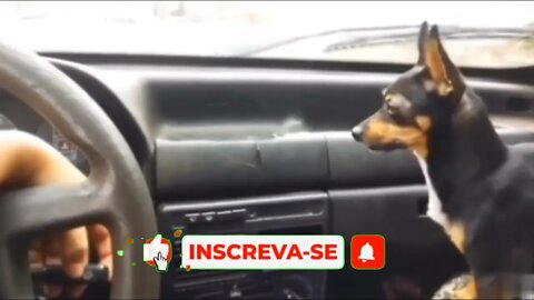 QUANDO EU DIGO QUE PINSCHER IMPLICA COM TUDO🤣🤣🤣