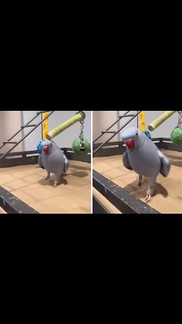 Talkative parrot adorably professes love on camera