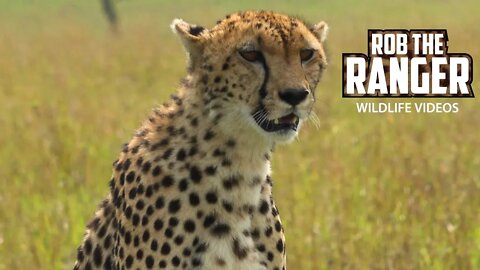 Female Cheetah Next To the Road | Maasai Mara Safari | Zebra Plains