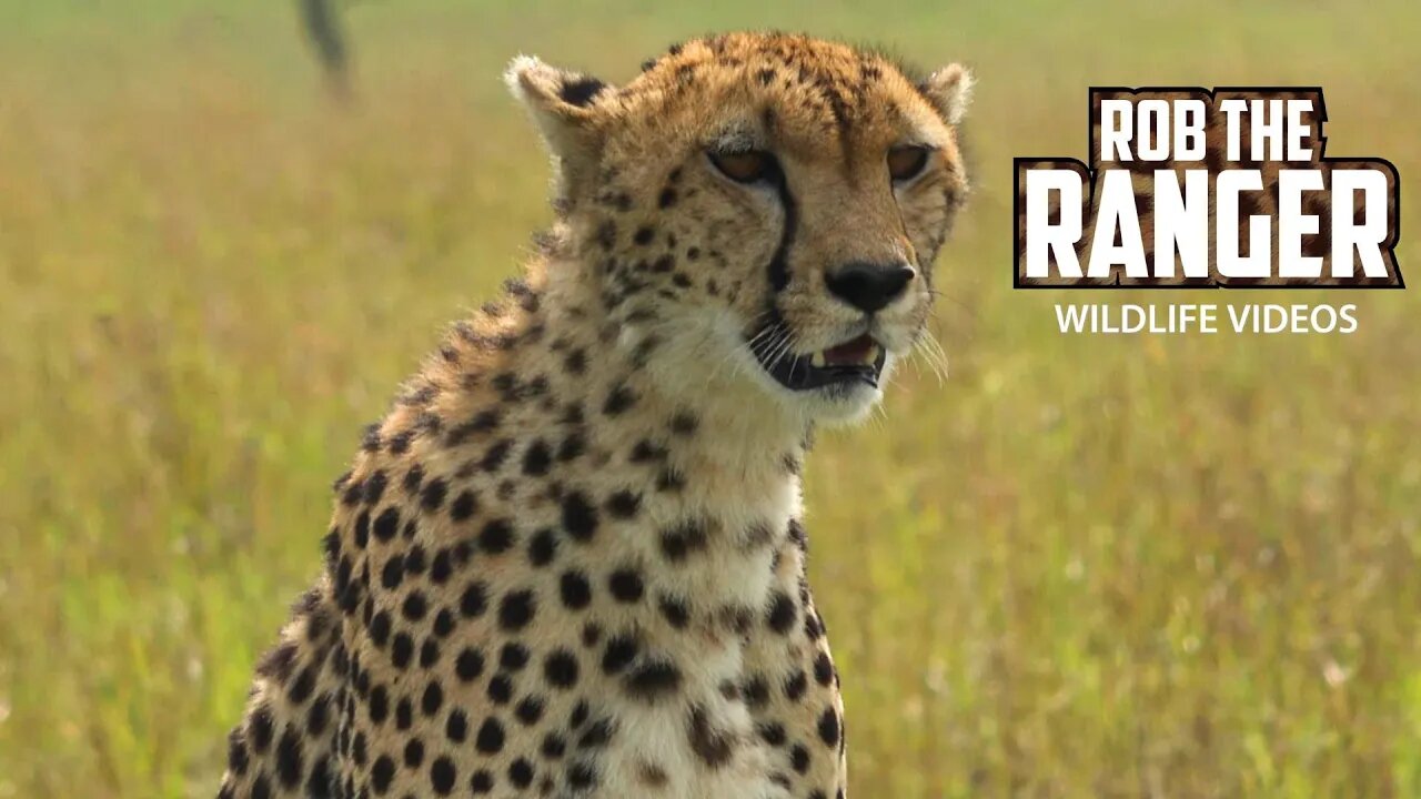 Female Cheetah Next To the Road | Maasai Mara Safari | Zebra Plains