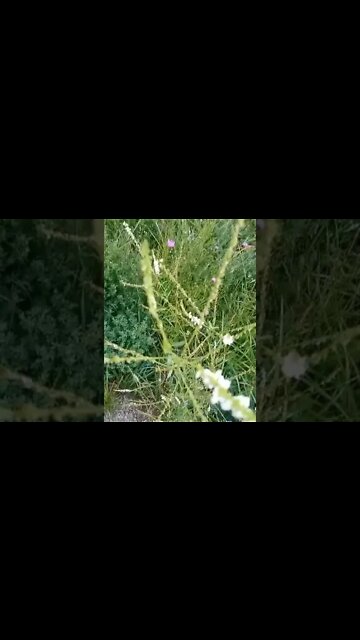 What is edible here? ragweed part 2 seeds