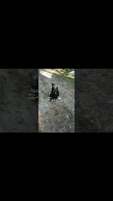 Belgian D'uccle Rooster, What a loud crow