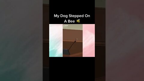 MY DOG STEPPED ON A BEE MEME | RANDOM ROADHOUSE