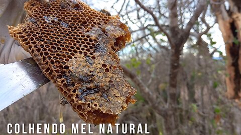 COMO COLHER MEL NATURAL DE UMA COLMEIA NA ÁRVORE | RAIZES DO REI | BRASIL BR