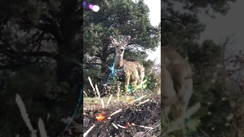 Deer video,#shorts,#deer,#deersee,#animal,#animallover,#viral,#deereye,#herd