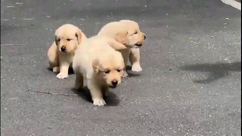 cute puppy #cute #puppy