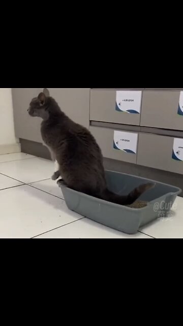 Cat: Never mind, I'll make a fool of myself