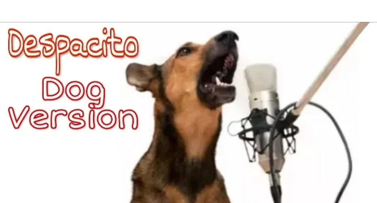 Despacitiosong dog