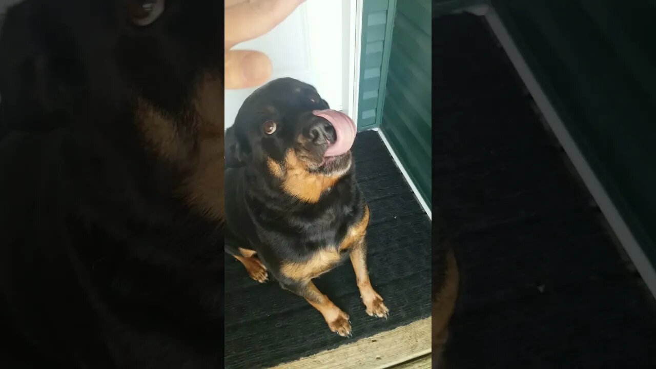Rottweiler Show Me Your Teeth #Shorts #rottweiler 💖