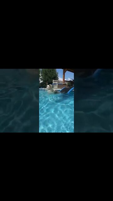 Yorkie does a graceful swan dive 💙