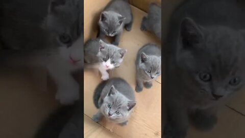 Pretty kittens meowing #shorts #kitten