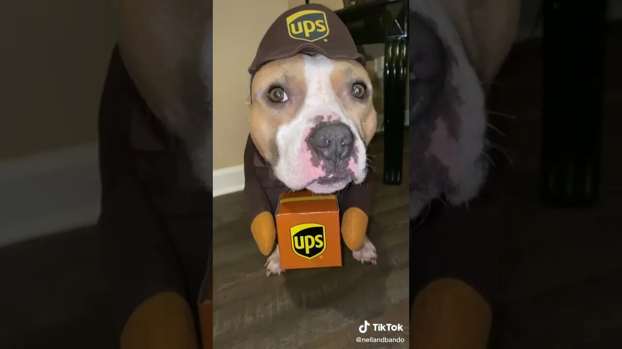 Look At This Dogs Halloween Costume tiktok nellandbando