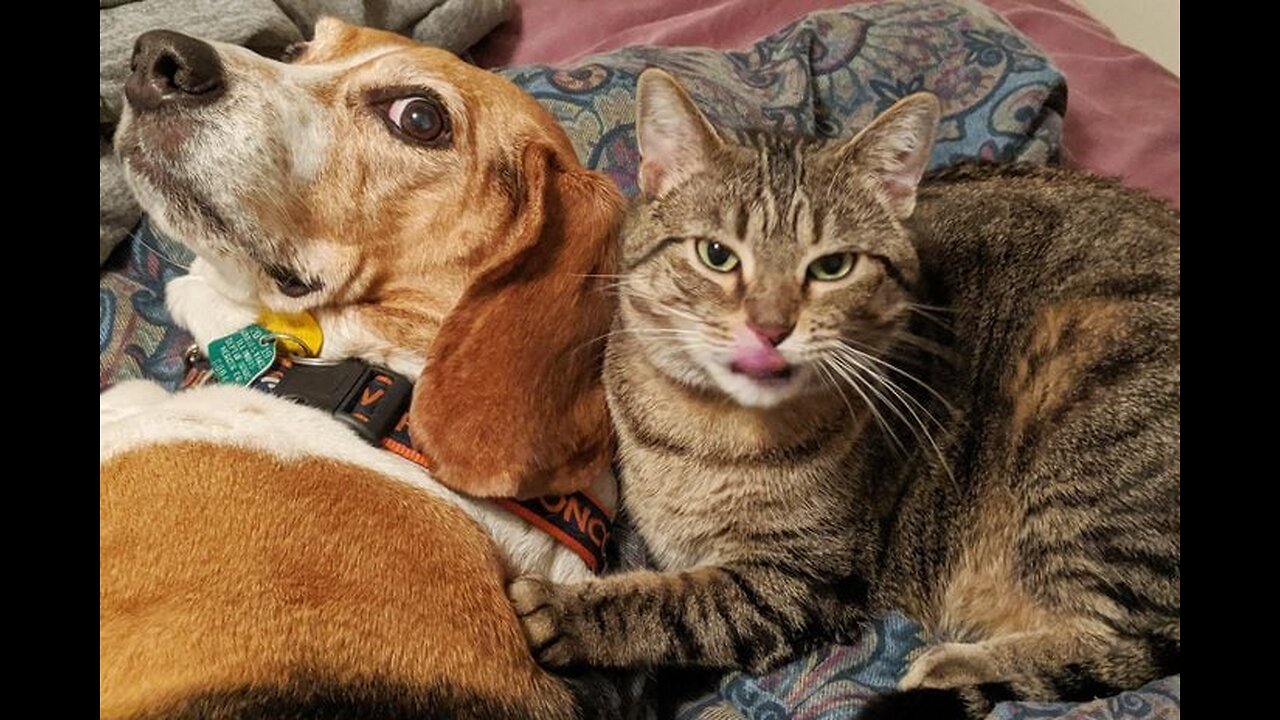 Hilarious Antics of Dogs and Cats: A Comedy Show!