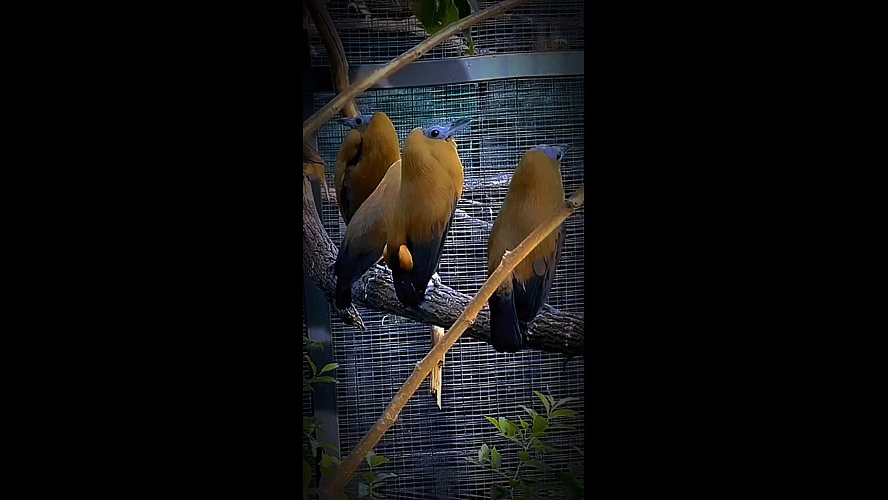 Capuchinbird Facts!