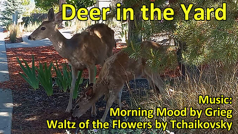 Random, Not a Freeze Drying Related Video - Deer in Yard and I'm Running Late