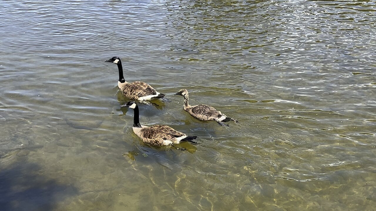 Canada Geese clan rear view 😂