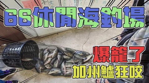 【台客去釣魚】寒流過後的海釣場！門口前神秘小角落！鱸魚拉到爆籠 feat.66休閒海釣場