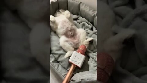 INCREVA POR FAVOR - ENTRETENIMENTO