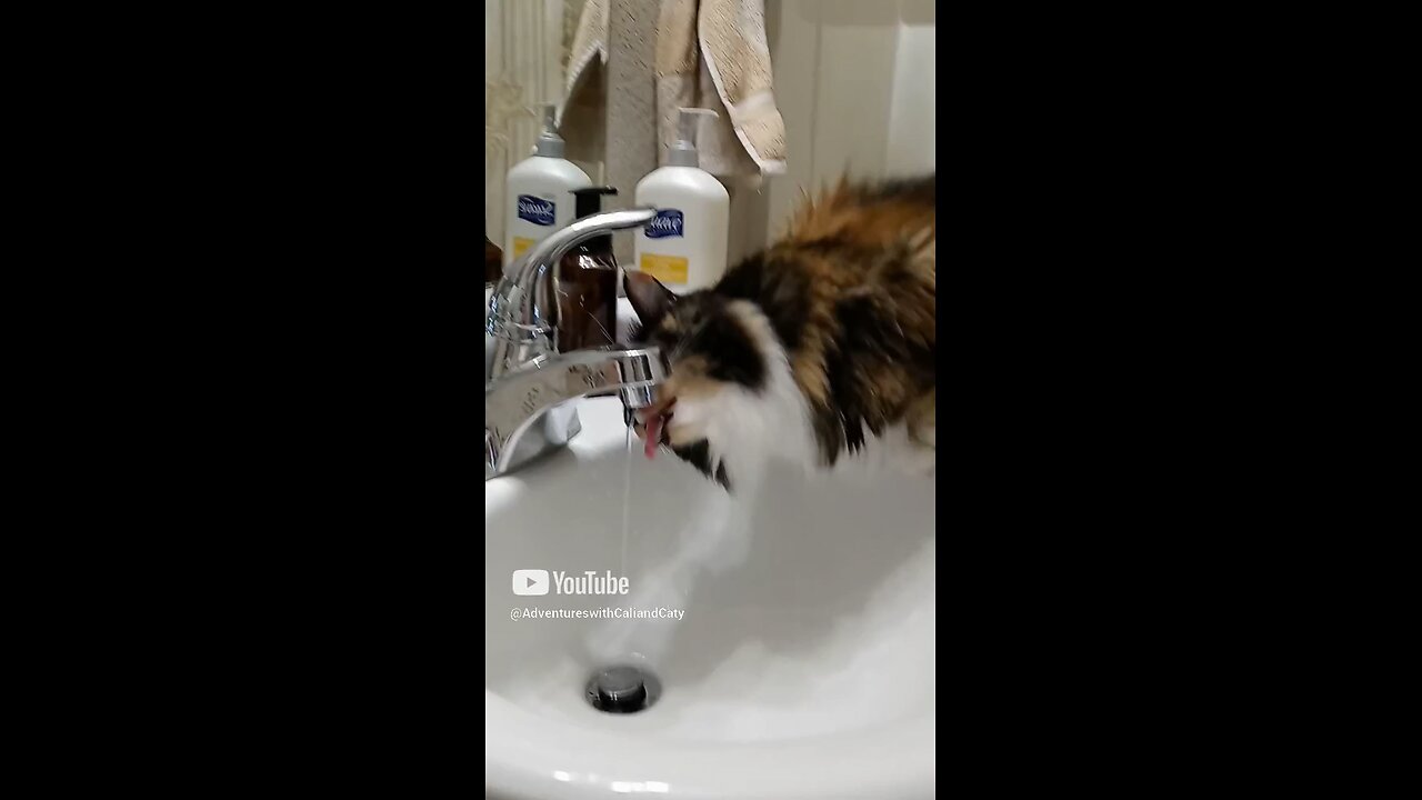 Cali drinking water from the bathroom sink faucet! 😺💕