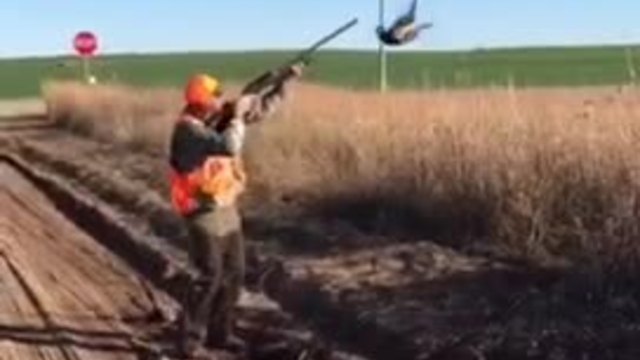 Is pheasant hunting really this simple?