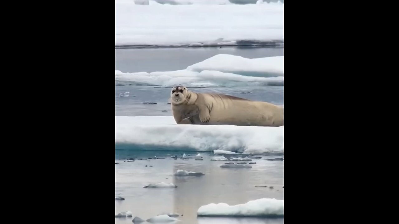 polar bear hunting