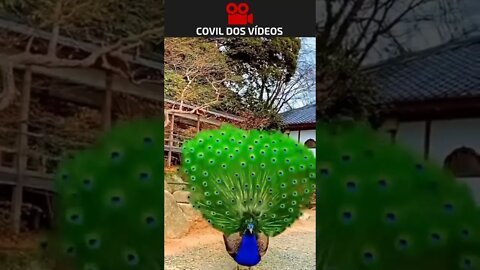 a beleza do pavão 😮😮
