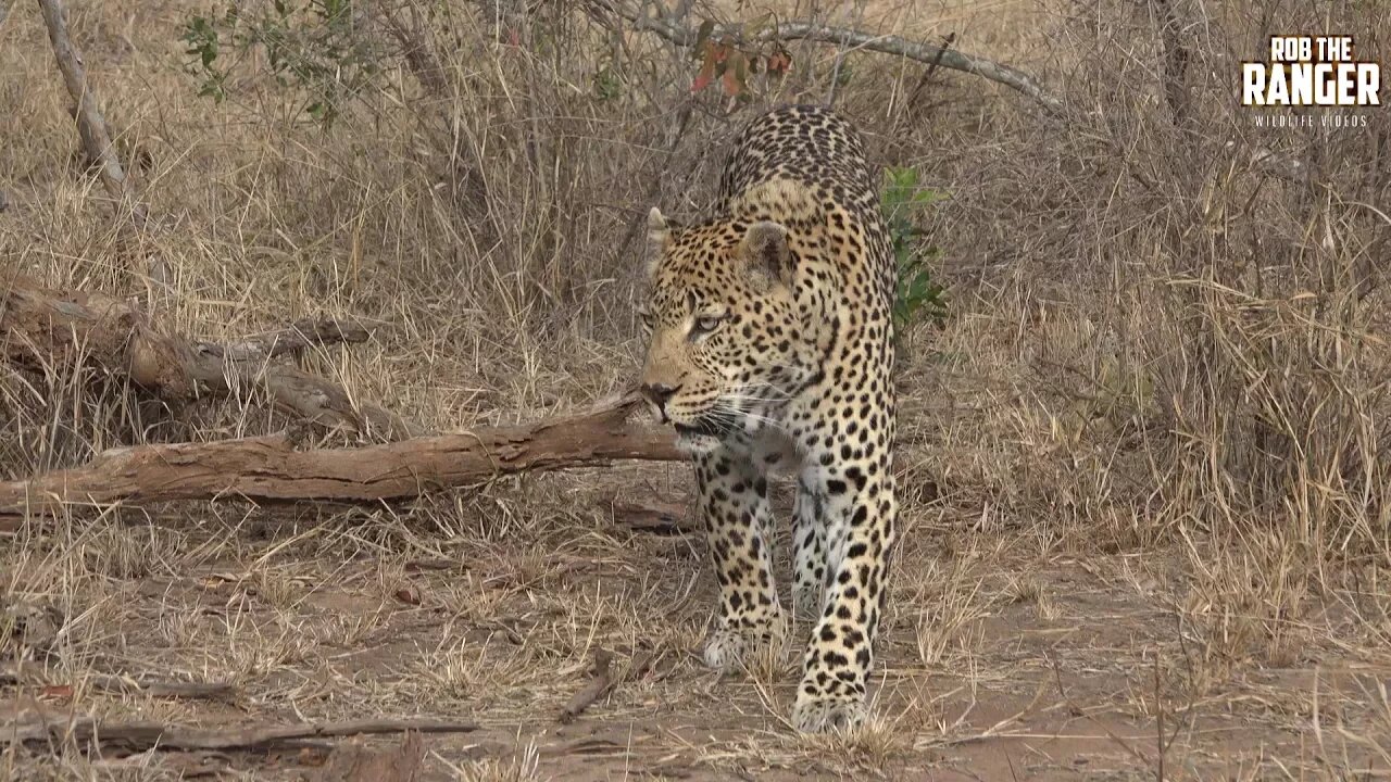 Male Leopard Can't Find His Female!