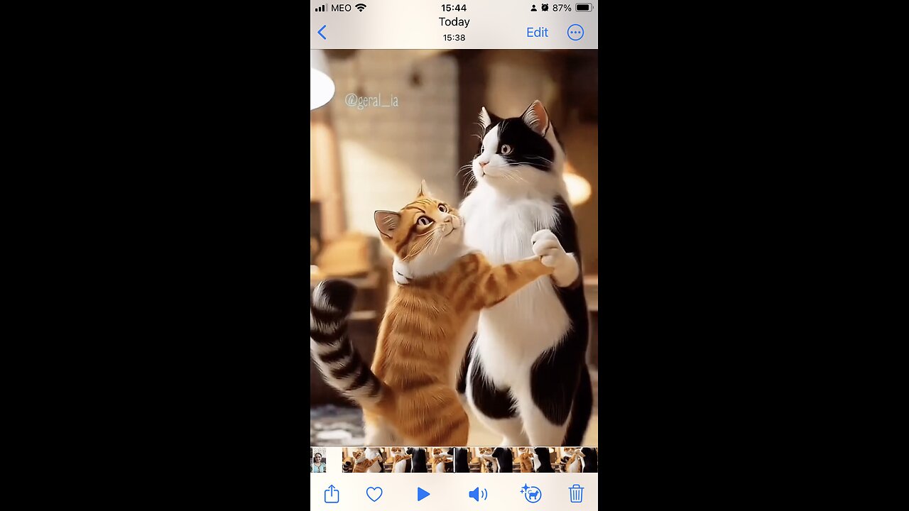 Cat dance